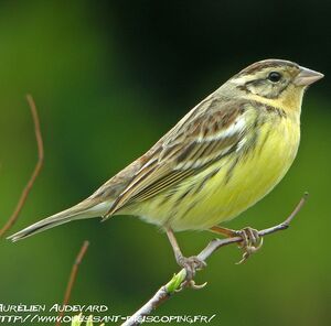 Yellow-breasted Bunting