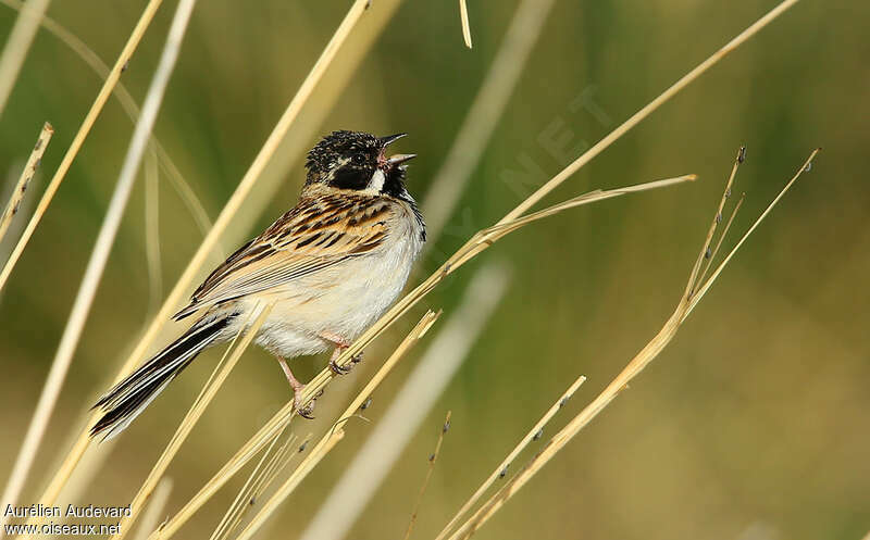 Pallas's Reed Bunting male adult breeding, song