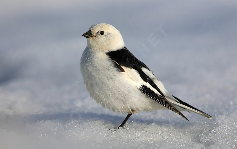 Snow Bunting male adult breeding, identification