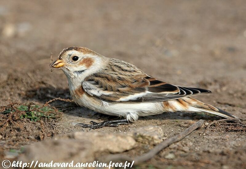 Snow Bunting male juvenile