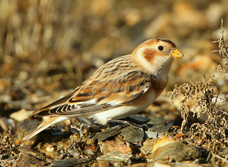 Snow Bunting female First year