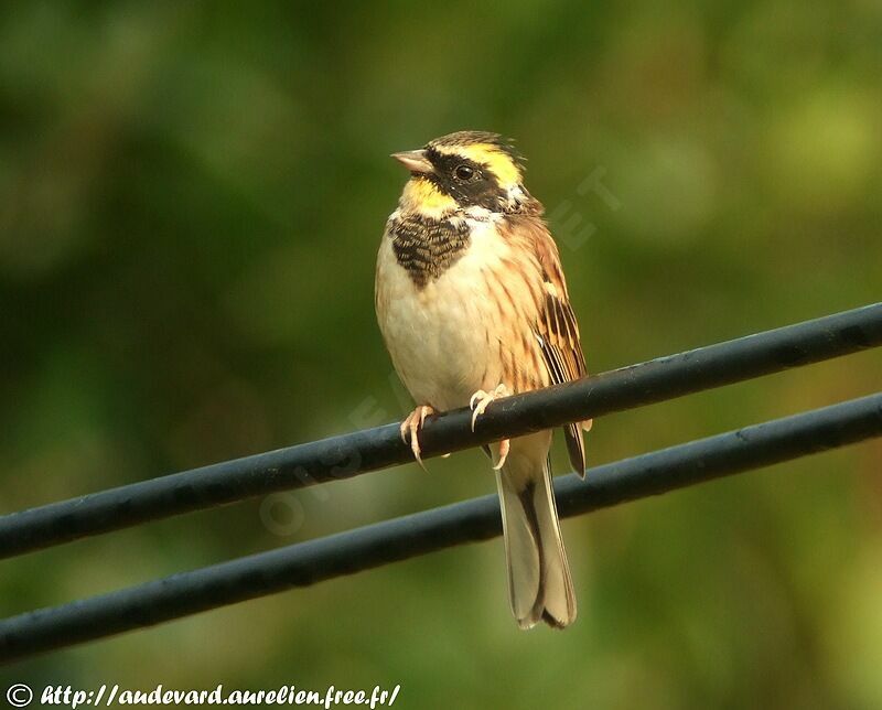 Yellow-throated Bunting male
