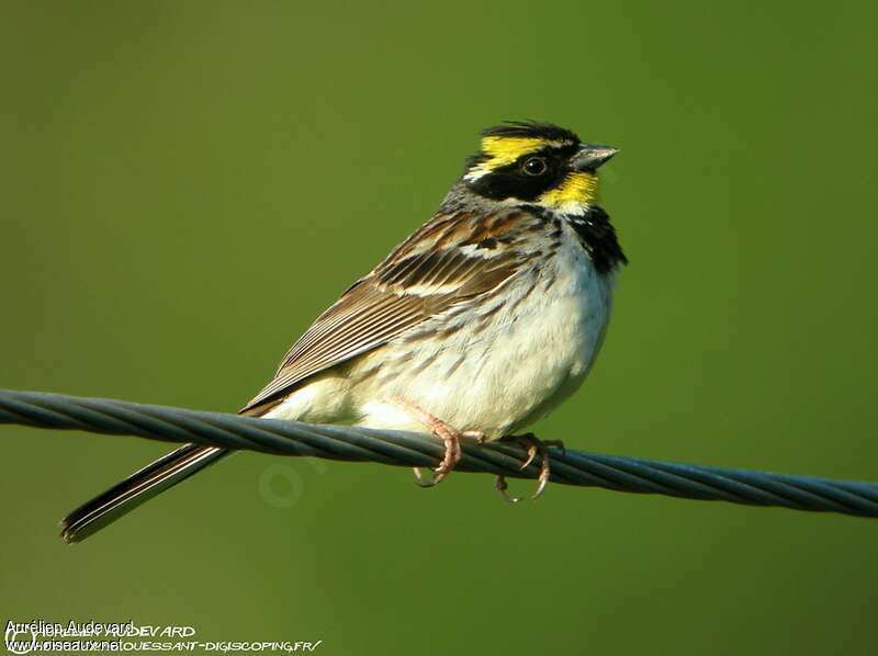 Yellow-throated Bunting male adult, identification