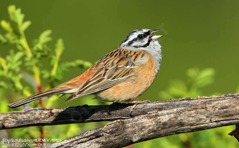 Rock Bunting male adult breeding, identification, song