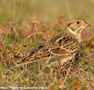 Bruant lapon 
&copy; Aur�lien Audevard