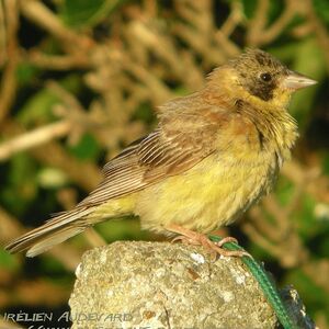 Bruant m�lanoc�phale