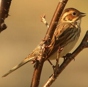 Bruant nain 
&copy; Aur�lien Audevard