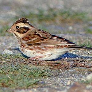 Rustic Bunting