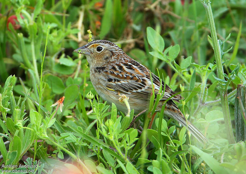 Grasshopper Sparrow male adult breeding, identification