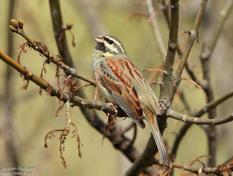 Cirl Bunting male adult breeding, song
