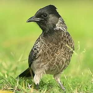 Bulbul � ventre rouge
