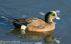 American Wigeon