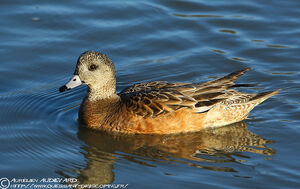American Wigeon