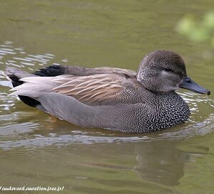 Canard chipeau 
&copy; Aur�lien Audevard