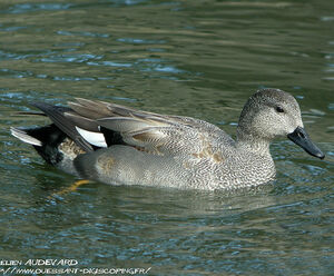 Canard chipeau 
&copy; Aur�lien Audevard