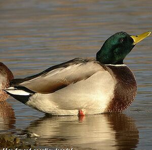 Canard colvert