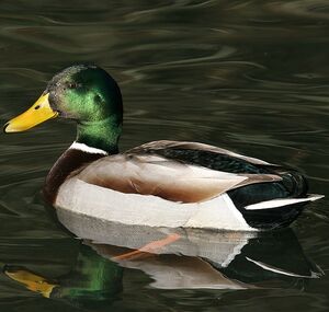 Mallard