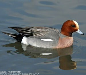 Canard siffleur