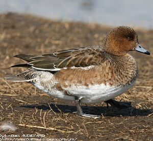 Canard siffleur