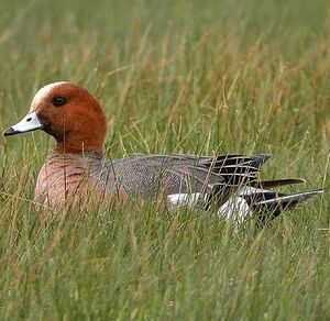 Canard siffleur 
&copy; Aur�lien Audevard