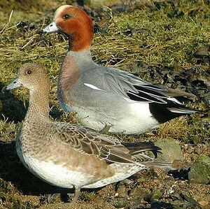 Canard siffleur 
&copy; Aur�lien Audevard
