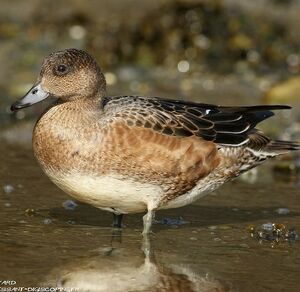 Canard siffleur 
&copy; Aur�lien Audevard