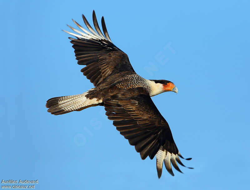 Northern Crested Caracaraadult, Flight