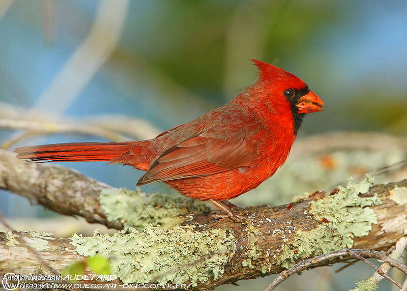 Northern Cardinal male, eats