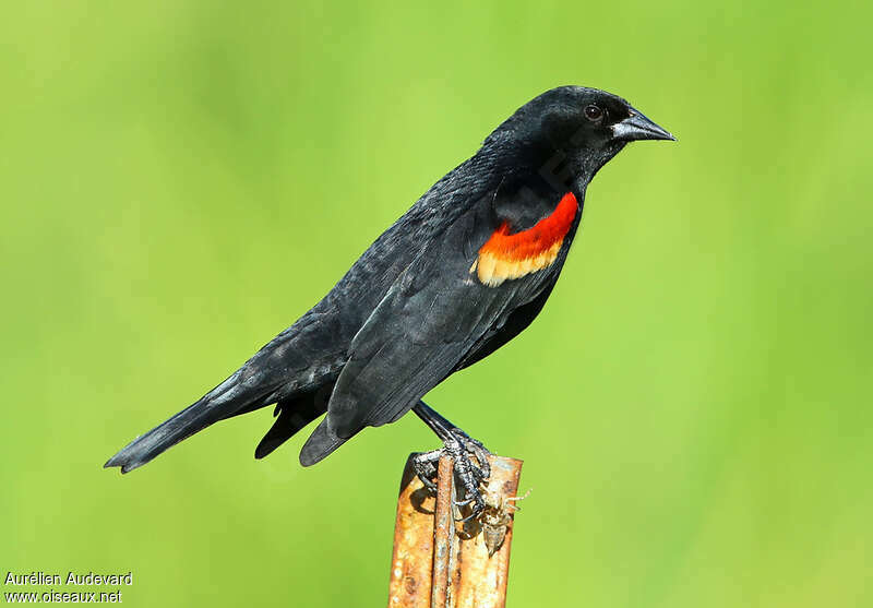 Red-winged Blackbird male adult breeding, identification