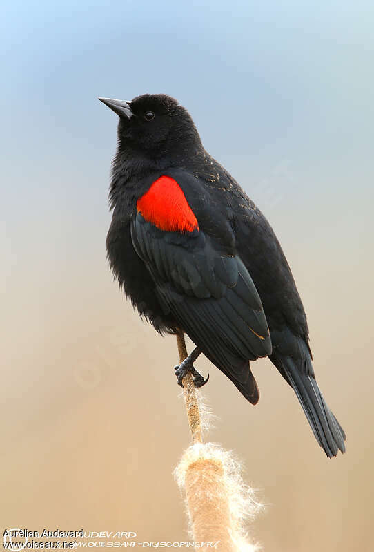 Red-winged Blackbird male adult, pigmentation