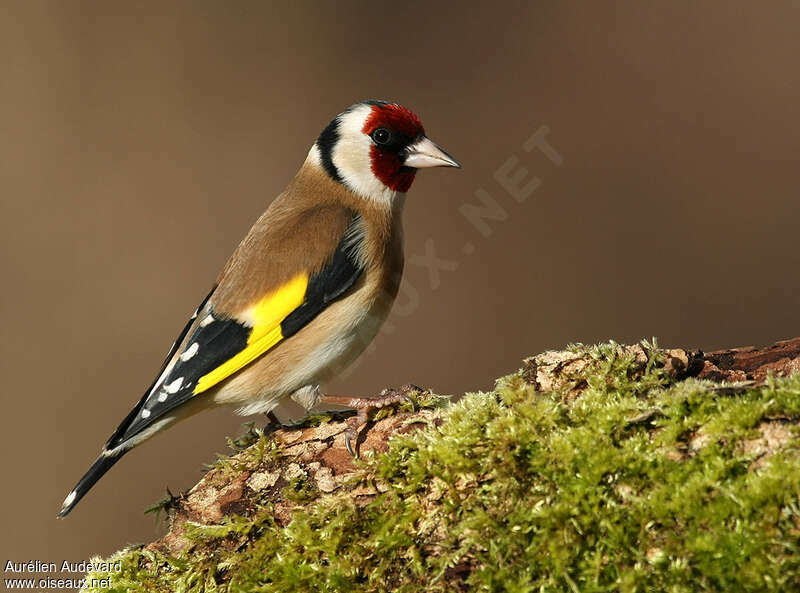 European Goldfinch male adult post breeding, identification