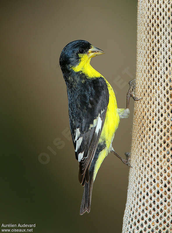 Lesser Goldfinch male adult, identification