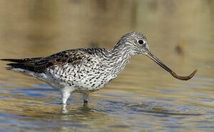 Common Greenshank 
&copy; Aur�lien Audevard
