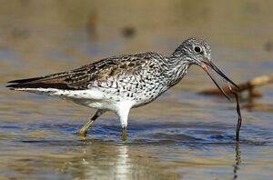 Common Greenshank 
&copy; Aur�lien Audevard