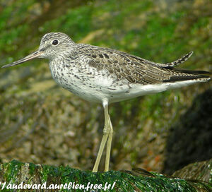 Common Greenshank 
&copy; Aur�lien Audevard