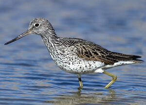 Common Greenshank 
&copy; Aur�lien Audevard