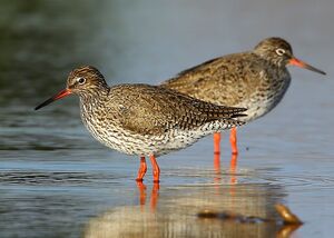 Common Redshank
