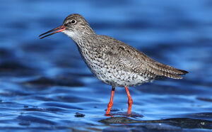 Common Redshank