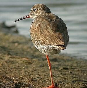 Common Redshank
