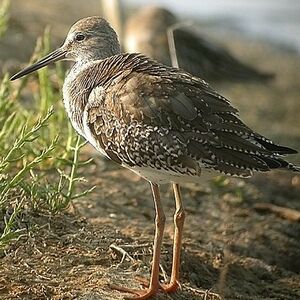 Common Redshank