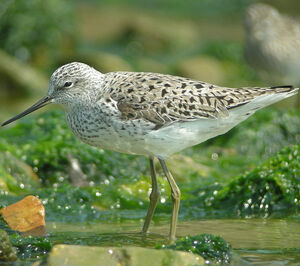 Marsh Sandpiper 
&copy; Aur�lien Audevard