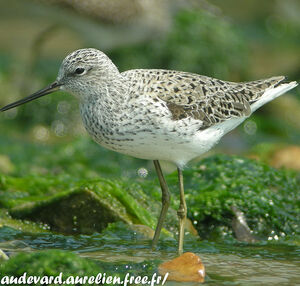 Marsh Sandpiper 
&copy; Aur�lien Audevard