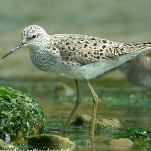 Marsh Sandpiper 
&copy; Aur�lien Audevard