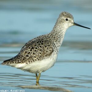 Marsh Sandpiper 
&copy; Aur�lien Audevard