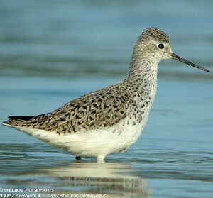 Marsh Sandpiper 
&copy; Aur�lien Audevard