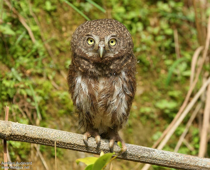 Collared Owletjuvenile, identification