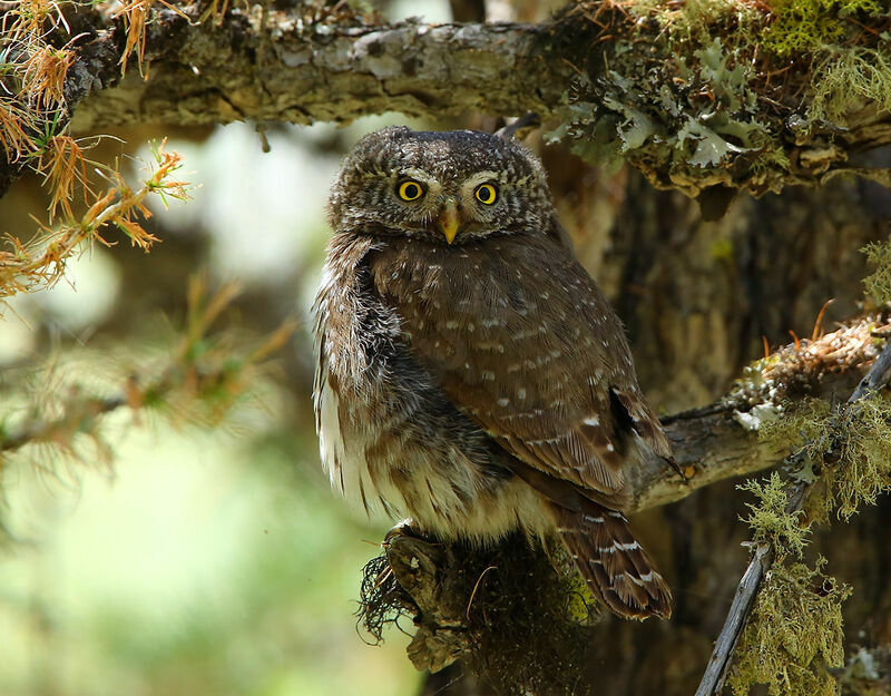 Eurasian Pygmy Owl male adult, identification, close-up portrait, habitat, moulting