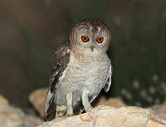 Desert Owl