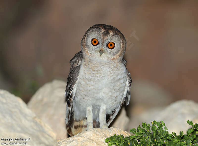 Desert Owl male adult, identification