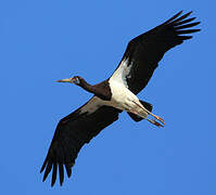 Abdim's Stork